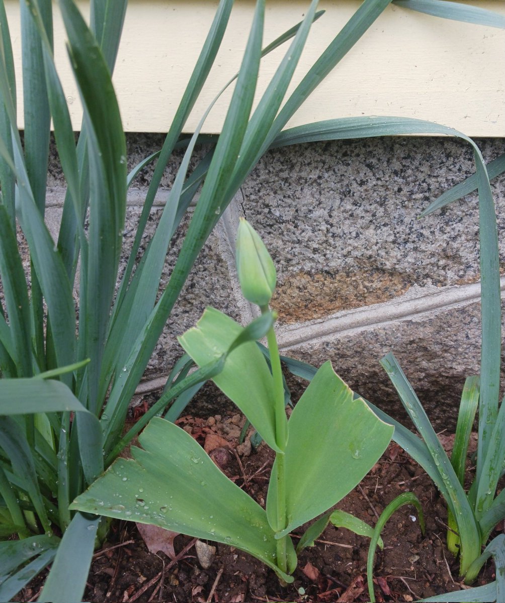 tulip bud with deer-trimmed foliage #FlowerReport #NewEngland