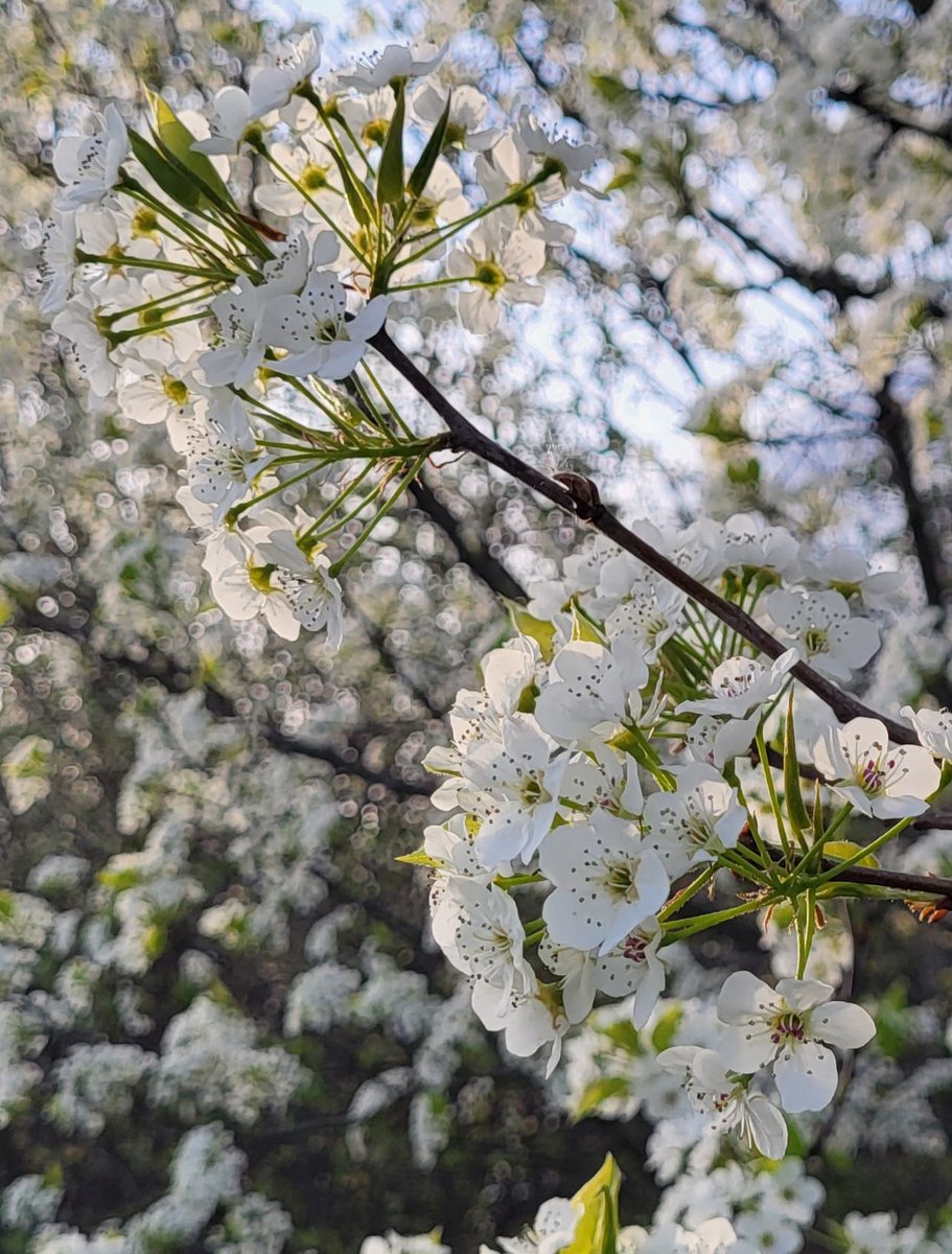 Wake up to flowers