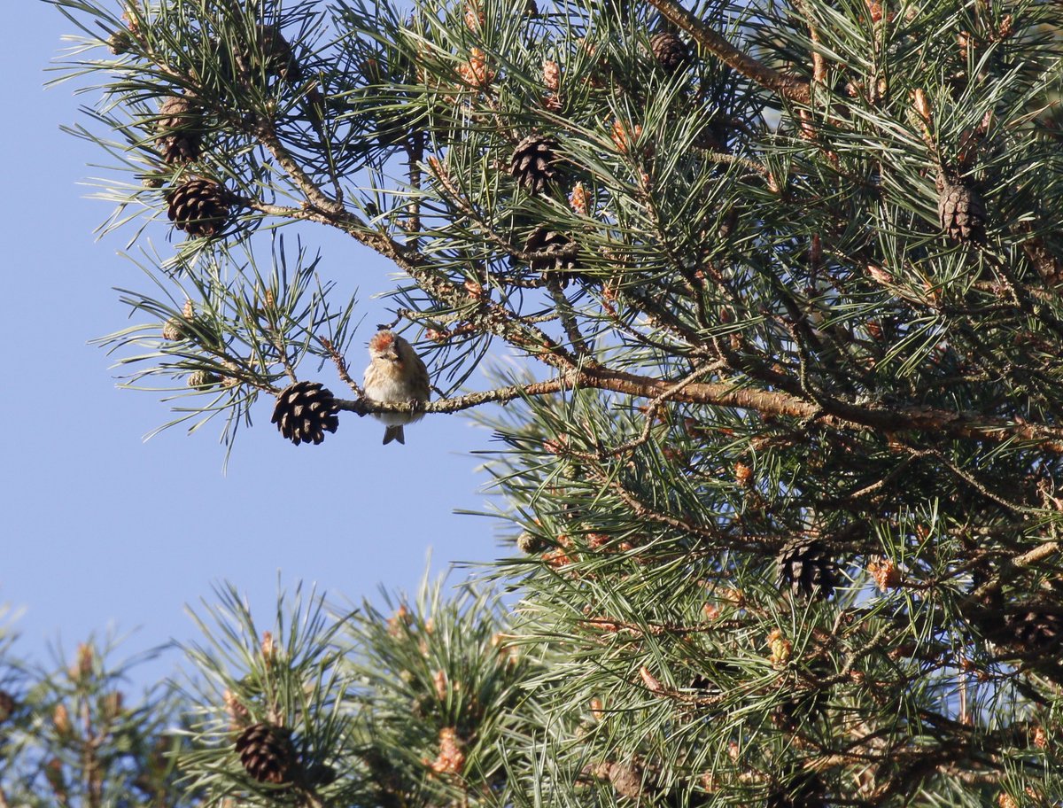 Buzzing on the heath this morning - Redpoll fest with some nice pink ones. Presumably on passage , Cuckoo & now 6+ Willow W but still no Redstart for me @SurreyBirdNews