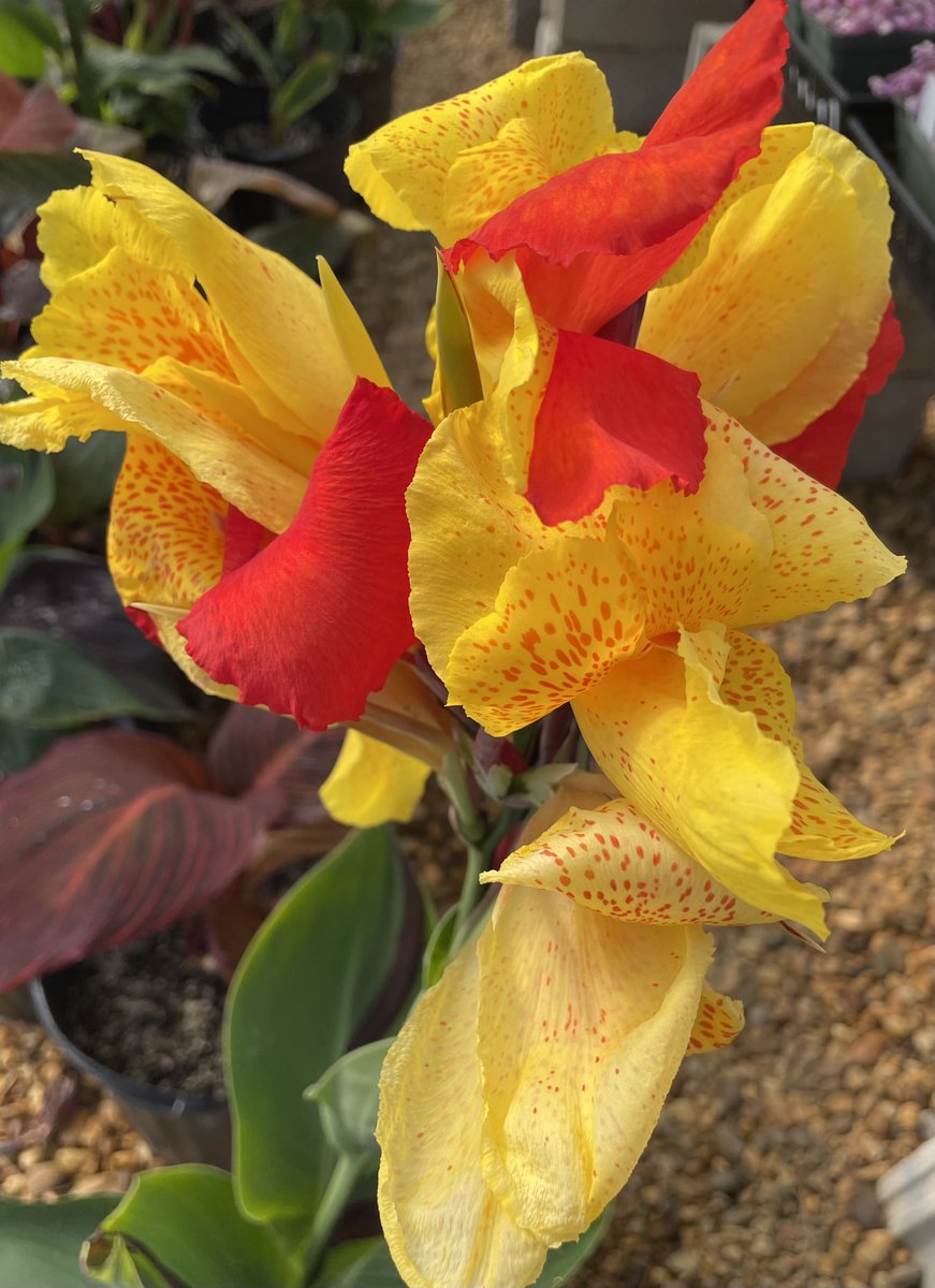 Canna Cleopatra offers stunning #flowers, needs full sun and space to spread out. Find it at our Spring Plant Sale: VBMG.org. #SundayYellow #GardeningX #MasterGardener