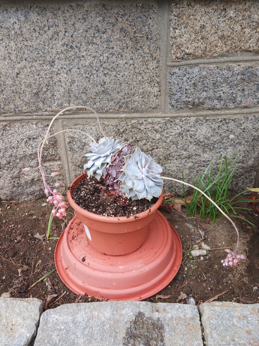 I re-potted the flowering cactus #FlowerReport #NewEngland