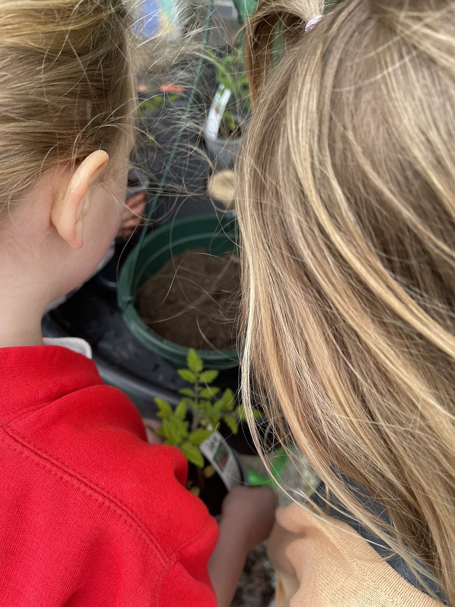 Planting tomatoes for the summer term. We will put our hanging basket outside the entrance to the school. Just waiting for the final frosts to pass before we put it out. @RHSSchools