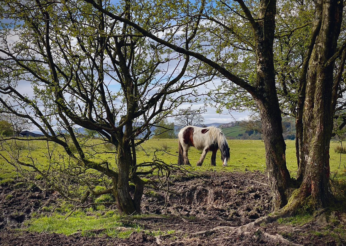 A lovely horse on the edge of a field, from a walk we took near Rowarth in the High Peak this morning. Here’s a short film of our encounter with the horse youtu.be/g-opqyahoNA?si…