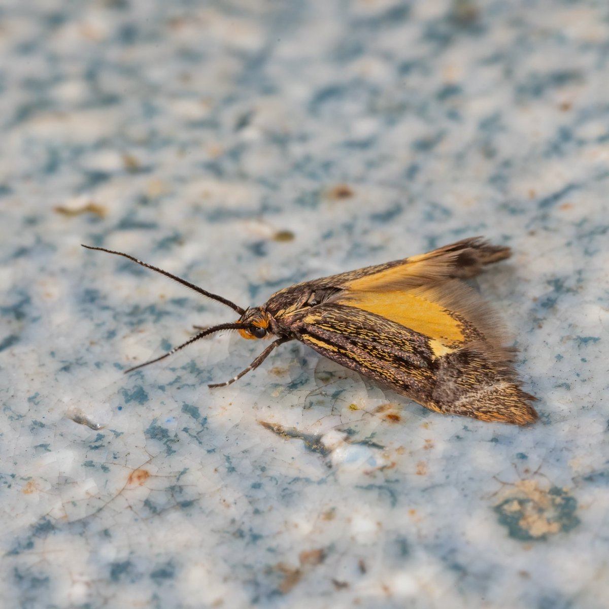 Esperia sulphurella seen at Garden, Portinscale on 20 Apr 2024. Photo © Tony Marsh. Contribute your own sightings at: cumbria-butterflies.org.uk/report.