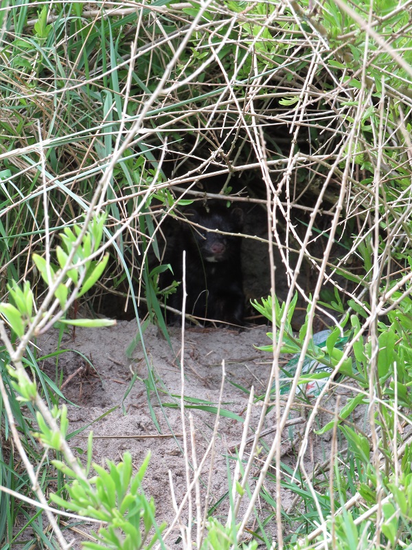 This Mink at Carna, Wexford just looked at me from the entrance to a rabbit warren.