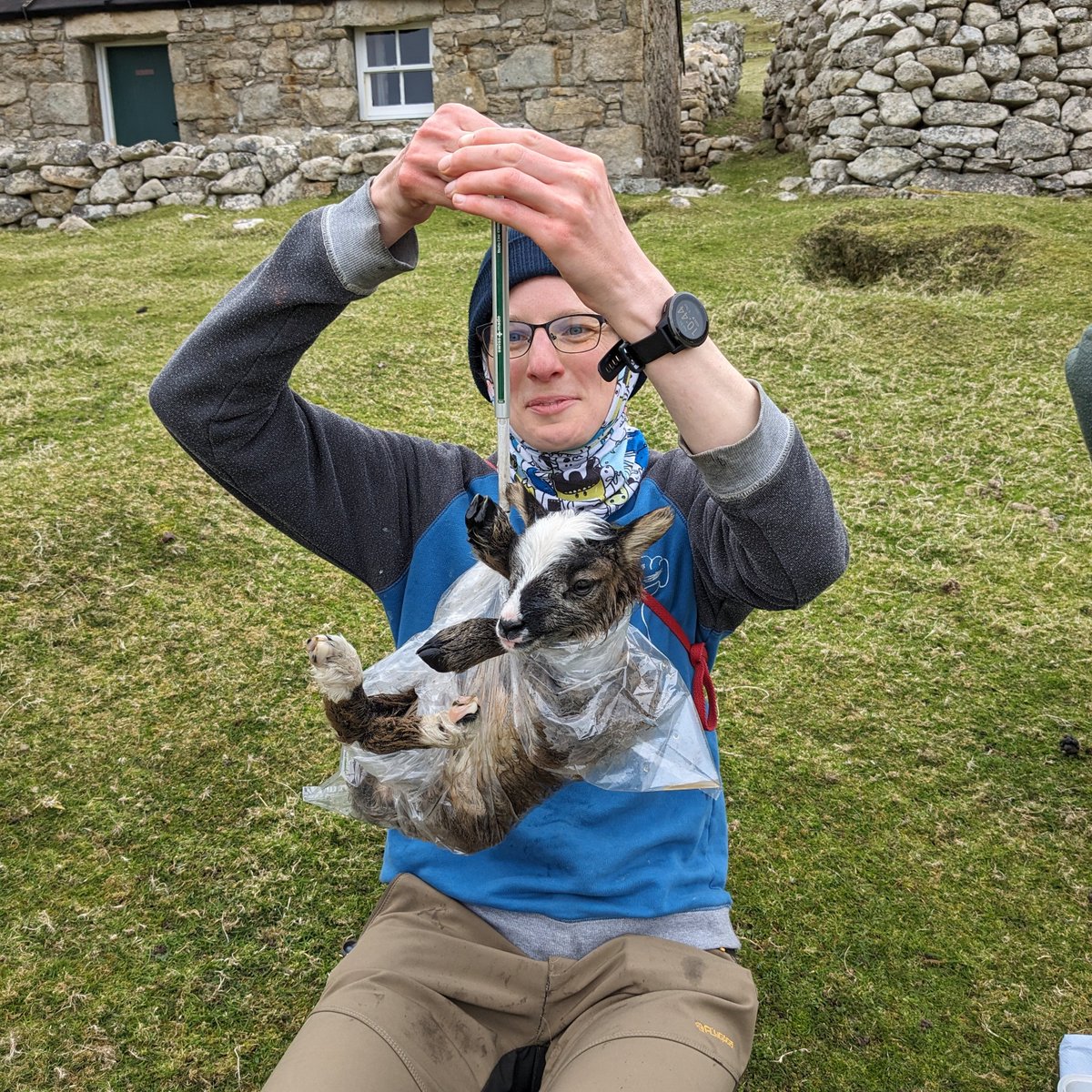 Full lambing team now here and we are busy trying to catch up with over 100 new lambs on the hill, all awaiting their turn on the weigh scales.