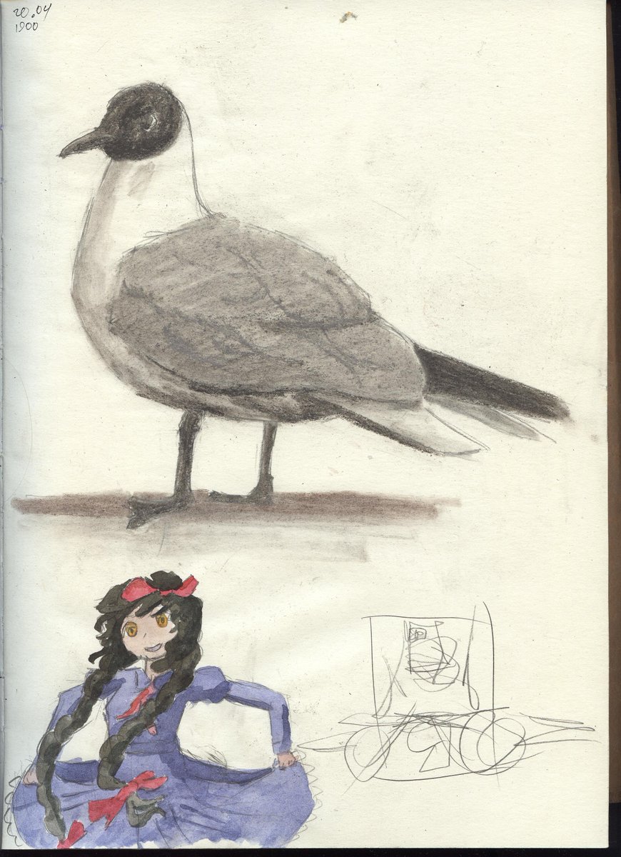 Mikado_Asmodeus's tweet photo. Gull https://t.co/wezJwp153D