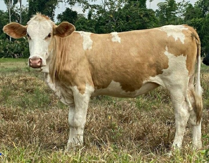 24VILLAMARTHA's tweet photo. Los colores característicos de la raza Simmental van del amarillo claro al rojo cerezo oscuro.
#Simental #Caretos https://t.co/dGHo8Cw5I7