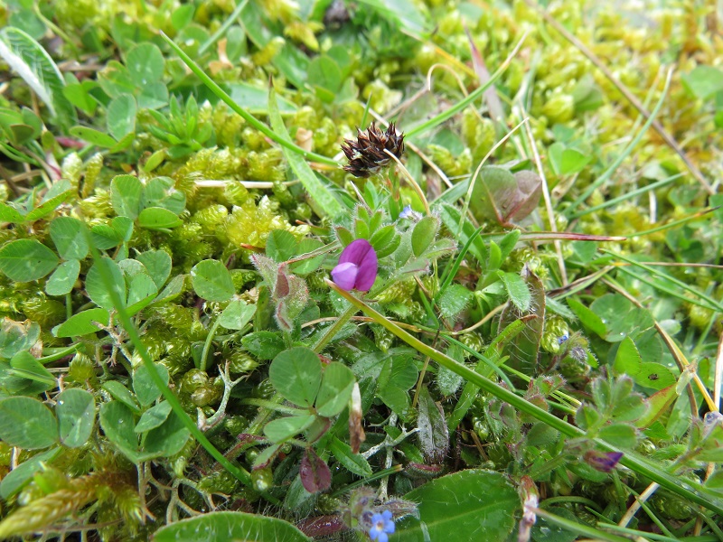 Spring Vetch on the the dunes at Ballyduboy, a new site for it on the east coast of Wexford @BSBI_Ireland