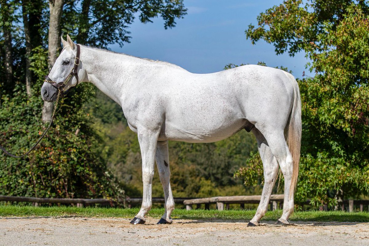 🌟 New Stakes winner for @HarasColleville's KENDARGENT (pic) 🌟 🥇 DAR TOUNGI wins the Listed Le Vase d'Argent at Toulouse for owner/breeder Jean-Claude Seroul and trainer @EcurieReynier. 📰 Winner's full pedigree review in tonight's EBN #ReadAllAboutIt