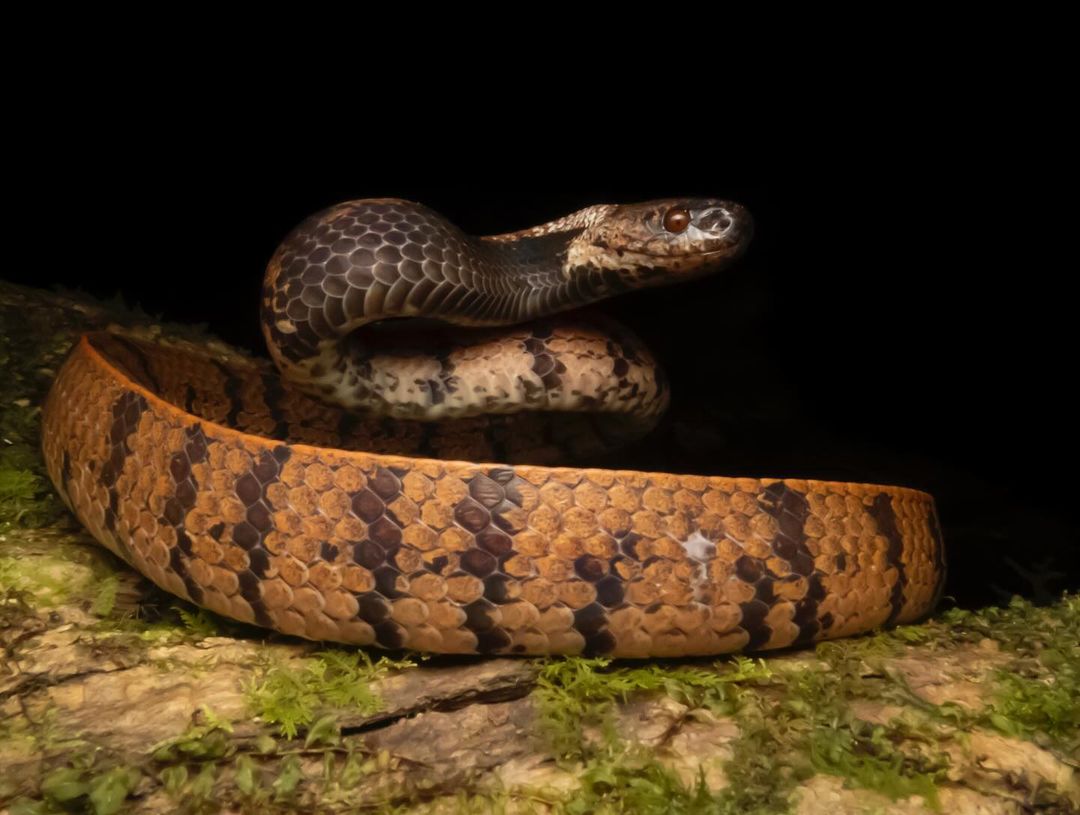 Escargot connoisseur: Bornean dark-necked slug snake (Asthenodipsas borneensis) in Sabah, #Malaysia. Photo: rainforestkayaker #Borneo #wildlife #snakes #endemicspecies