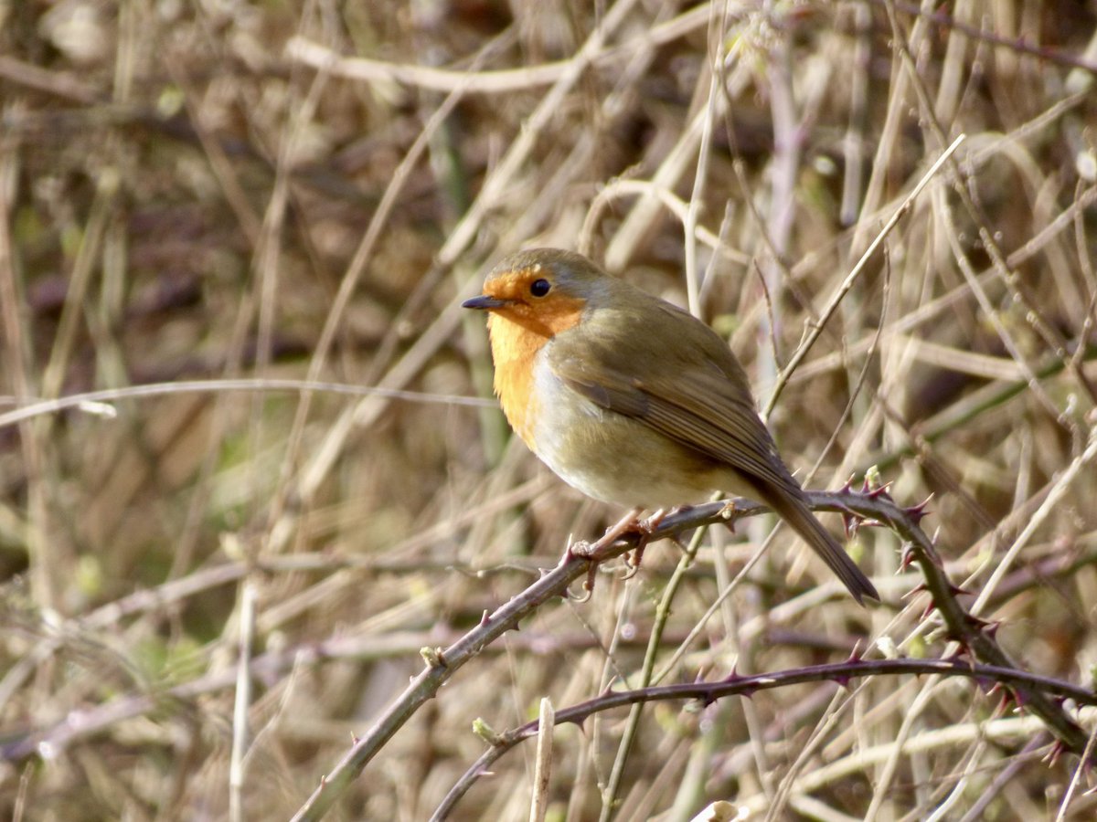 An enjoyable early morning walk. Lots of birdsong, including Yellowhammer, Skylark, Corn Bunting, Song Thrush, Greenfinch, House Sparrow & this cheeky Robin.

#BirdSong #NatureWalk #WildlifeSpotting #TheFens #Norfolk