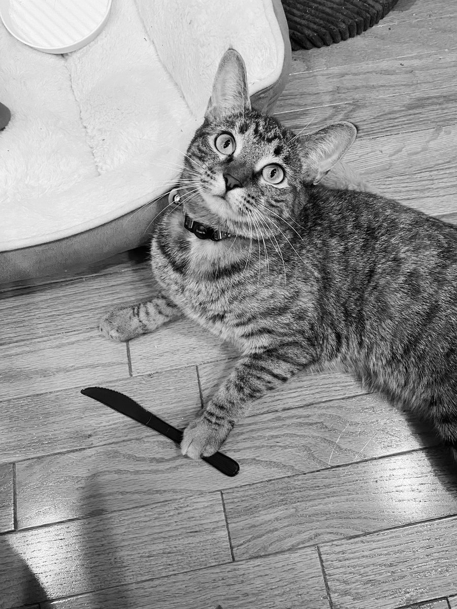 the tortured kitties department #TTPD