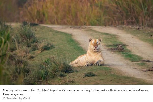 #SouthAsia - Why a rare ‘golden’ #tiger photographed in #India is worrying conservationists msn.com/en-us/news/wor…
