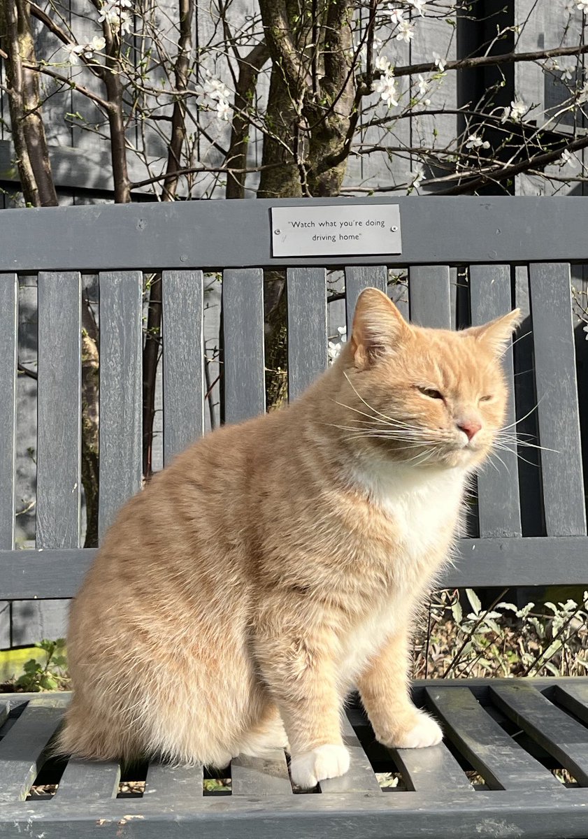 Happy Cat box Sunday all, this is my no box face , on the plus side the sun is shining, so will enjoy my garden today. Hopefully dad will come and join me soon 😻🧡 #CatsOfX #adoptdontshop #rescuecat #catboxsunday