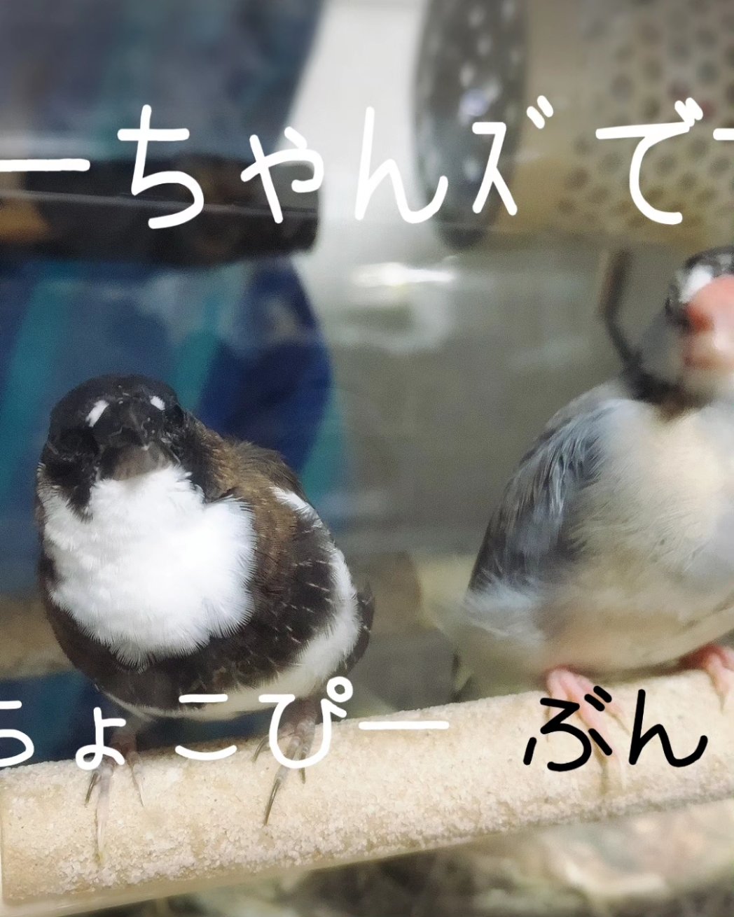 ピーちゃんズ - Search / X