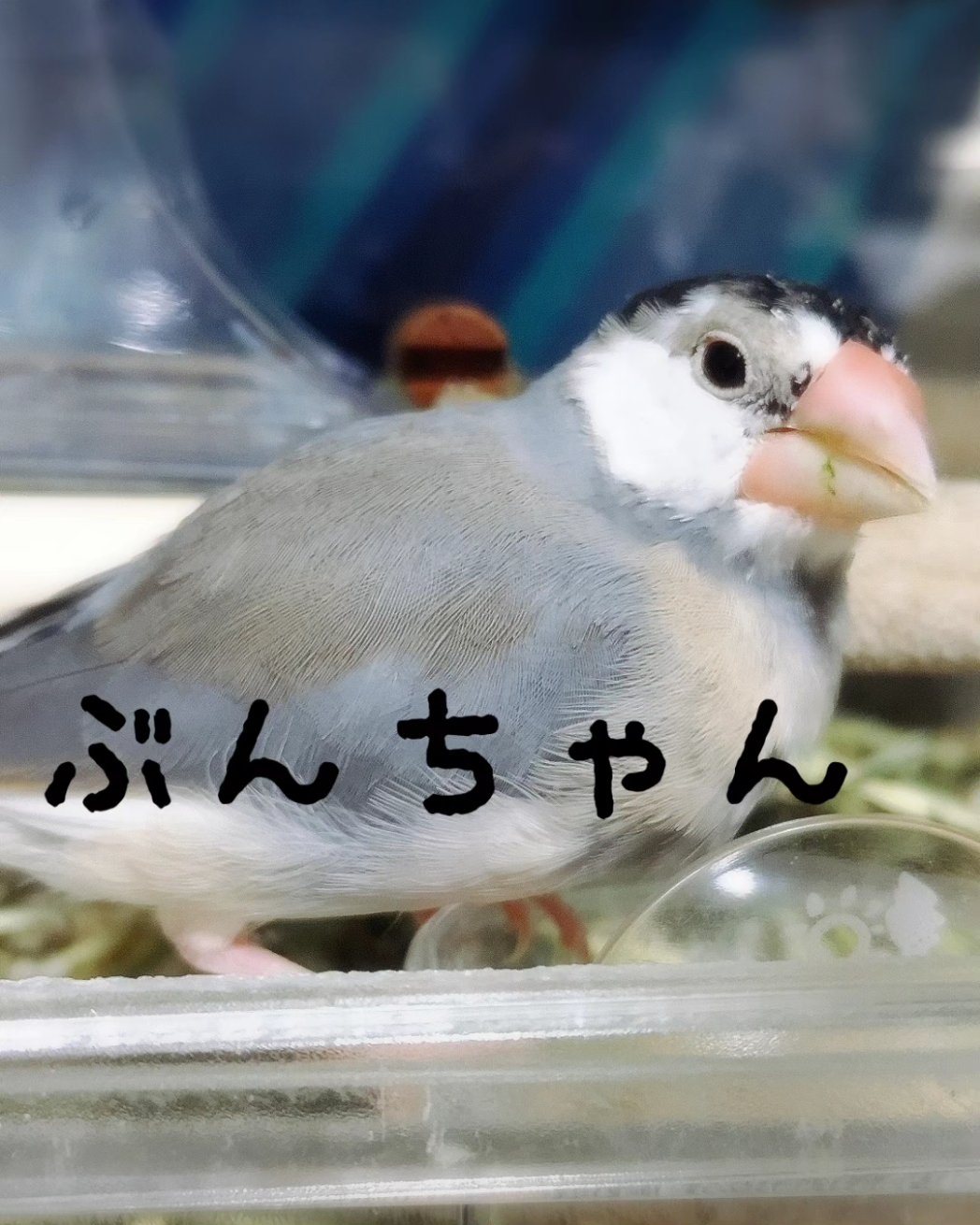 ピーちゃんズ - Search / X