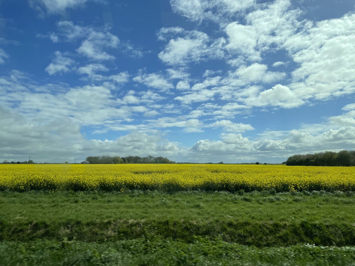 Good morning with a rapeseed field shot, taken from the minibus during a work trip to Lincolnshire and fenlands earlier in the week for #SundayYellow Have a fun Sunday! #rapeseed #oilseedrape #flowers #flowerphotography #SundayMotivation