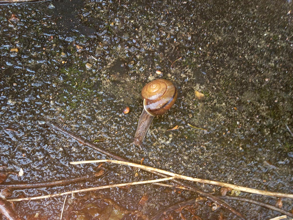 カタツムリ、
最近見なくなったけど、久々に発見✨🐌