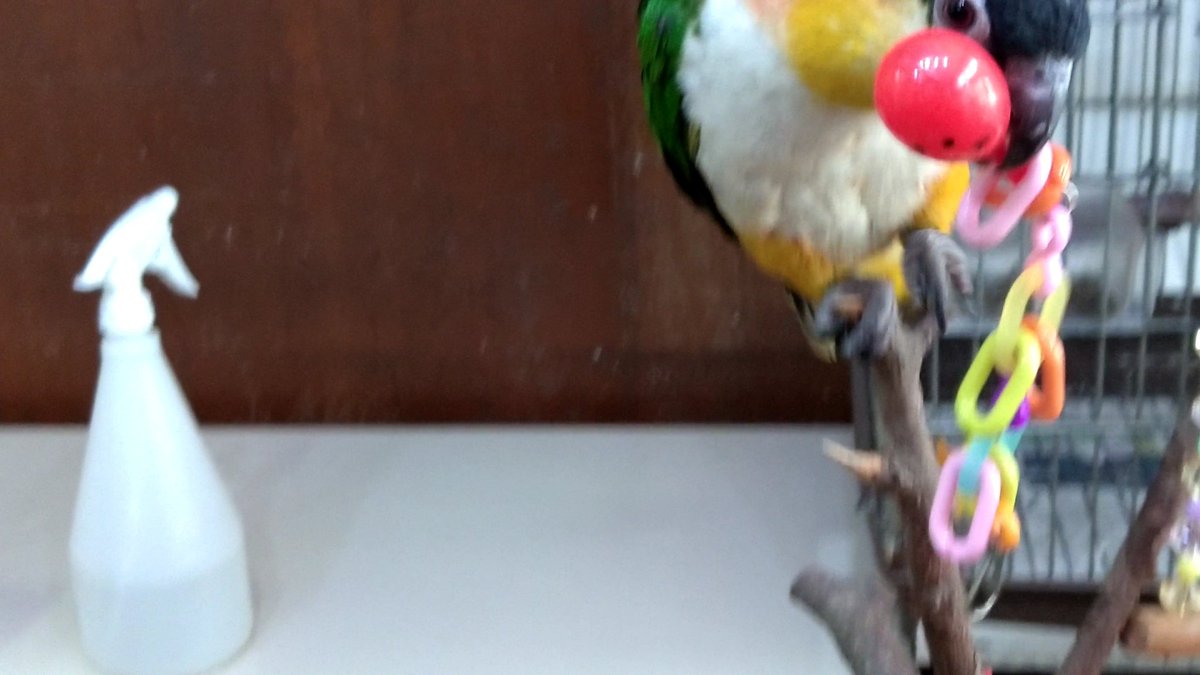 マラカスのおもちゃ
人気だな～
シラハラちゃん達に