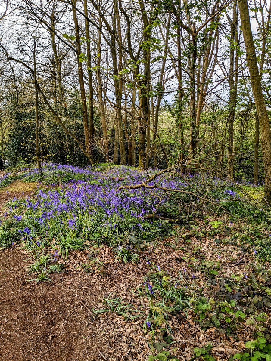 SusanPriceRD's tweet photo. Beautiful Sunday morning walk with #GirlsAdventureClub
#Clent
#Bluebells
#FreshAir https://t.co/DTGDcLKFY9