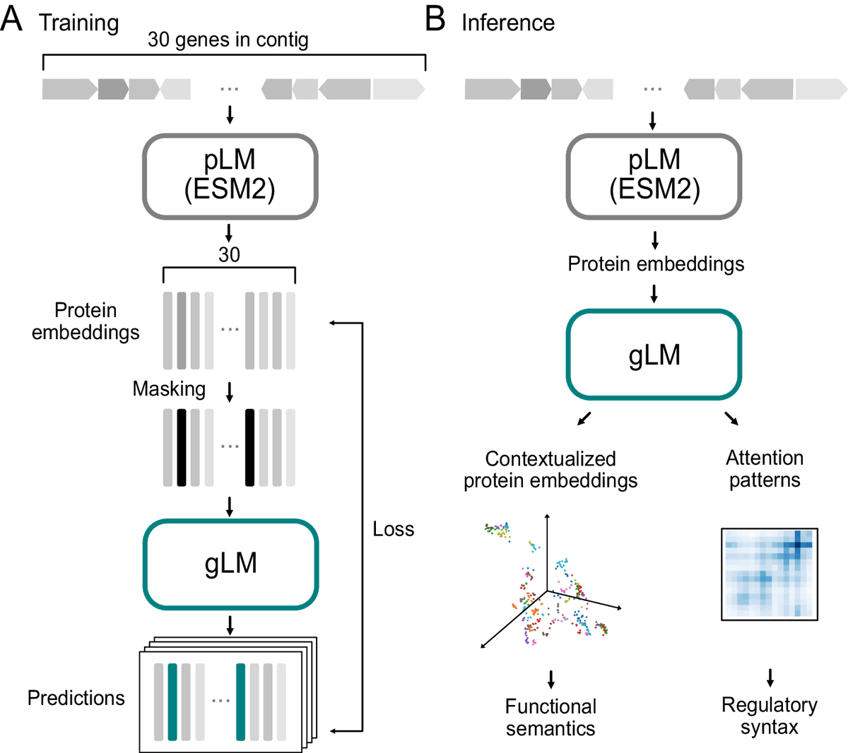 Harvard scientists teach AI the language of genes! 🧬 #gLM, their new model, deciphers gene function from DNA surroundings. This could unlock a new era of biological understanding! Quick Read: cbirt.net/unlocking-prot… #Bioinformatics #GenomicLanguageModel #Genomics #AI #LLM