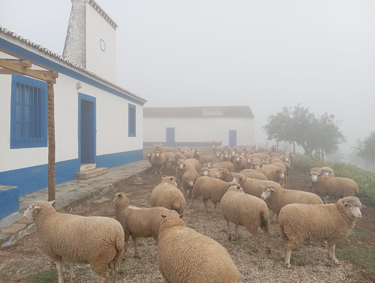 'Encierro* rehersal for sheep shearing on tuesday