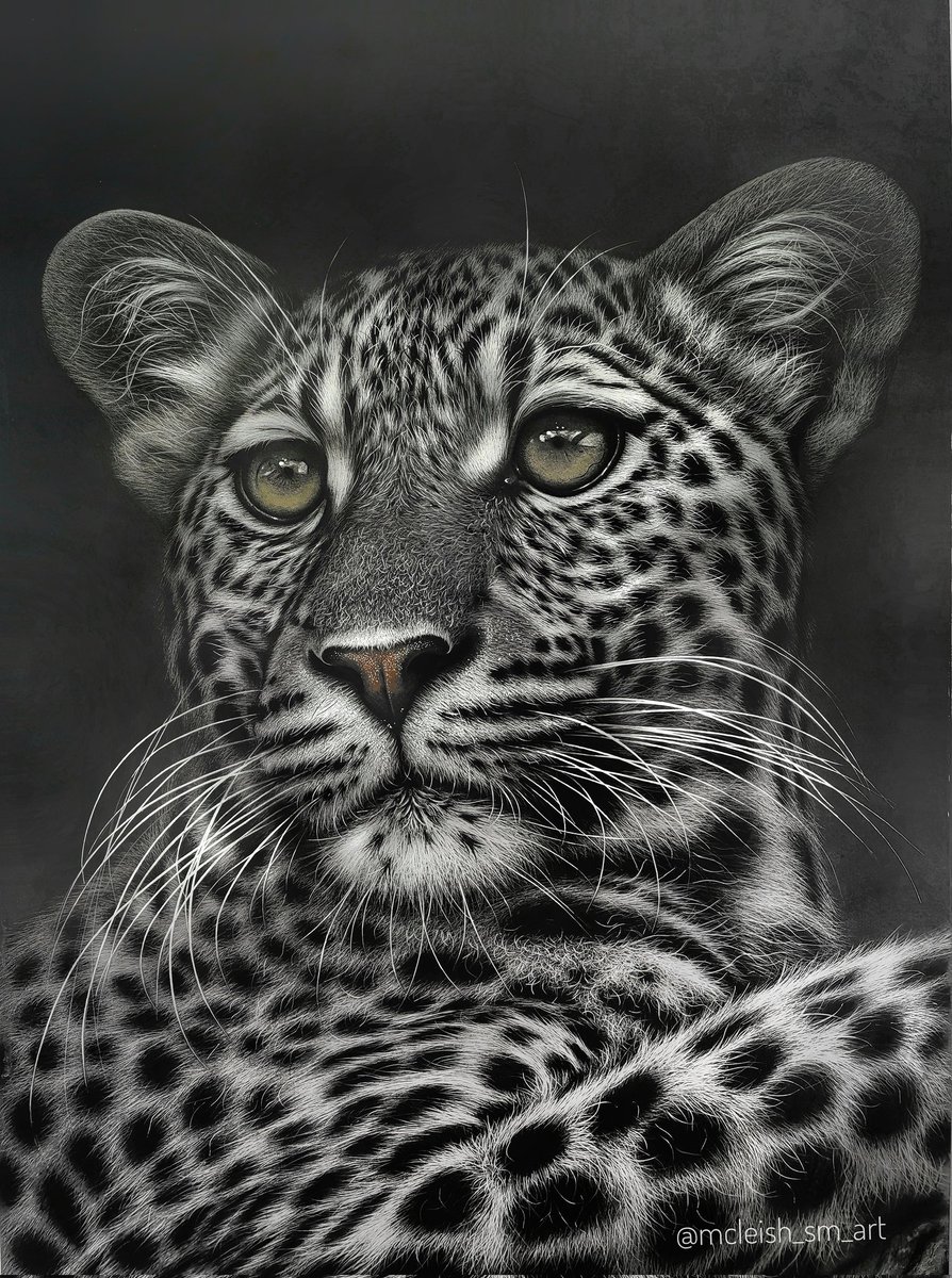 My latest PENCIL DRAWING, fresh from the drawing board.
Let me know what you think!

#art #artwork #pencilart #pencil #leopard