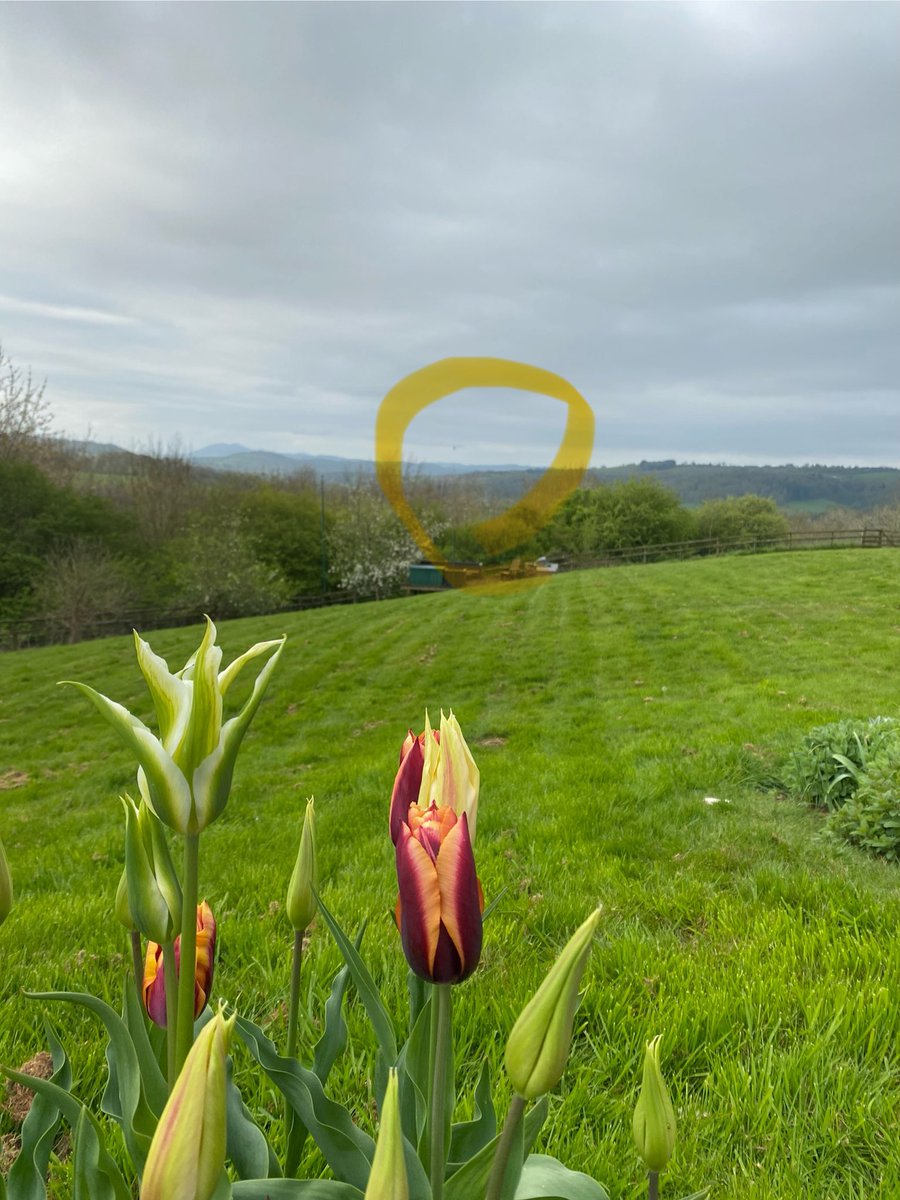 Hard to see, but there’s a hot air balloon at the bottom of the garden flying over the #Malverns at this moment. #Worcestershire