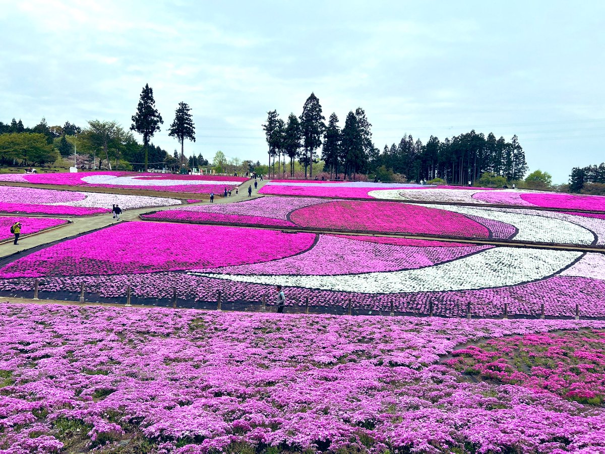 こんにちは。今朝、羊山公園へ😀私も芝桜見に行きました😆＃ryota78