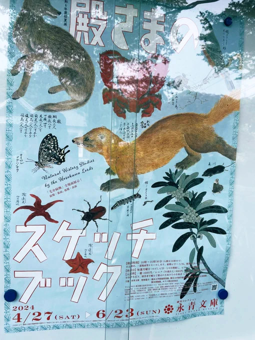 4/27から永青文庫(文京区)で開催される、熊本藩六代藩主細川重賢による博物画展『殿さまのスケッチブック』に必ず行くと決意する。ポスターにあったセスジスズメ幼虫の図にハートを射抜かれた。6/23まで。 