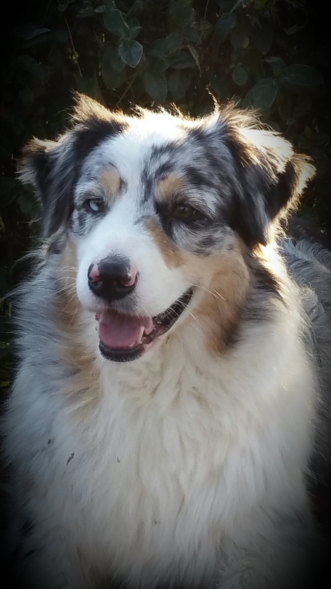 Last week, we lost our beloved Australian Shepherd, Aby. Taken from us far too soon by illness, I simply wanted to say how incredibly lucky we are to have had such a bright, loving, gentle soul in our lives. RIP, Aby, you gorgeous girl. ❤️ 💔🐾🐾(No need to comment/RT xx)