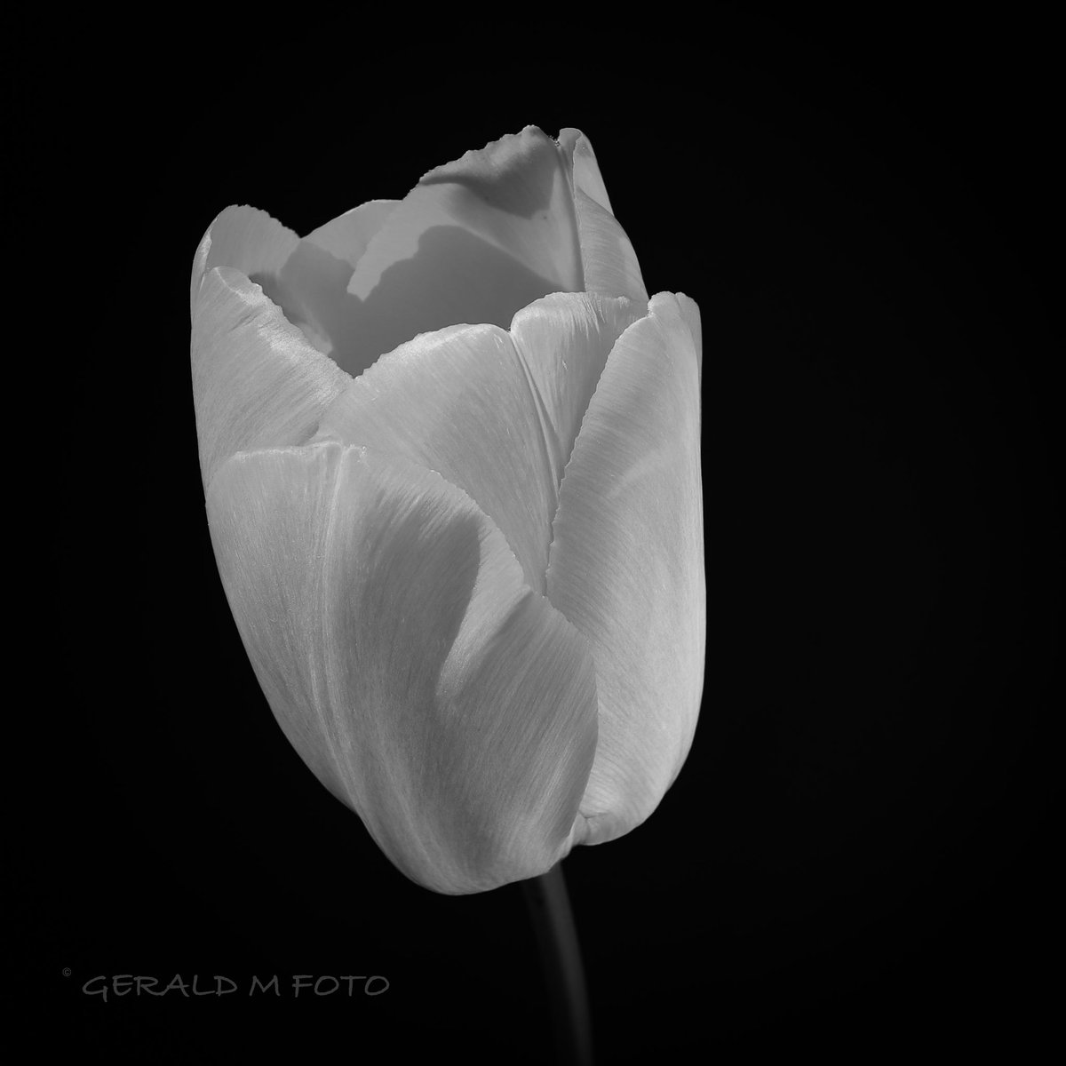 [ Tulip ] Happy #bnw_macro Sunday 😊📷☀️ #macrophotography #blackandwhitephotography #ThePhotoHour #BlackAndWhiteMacro