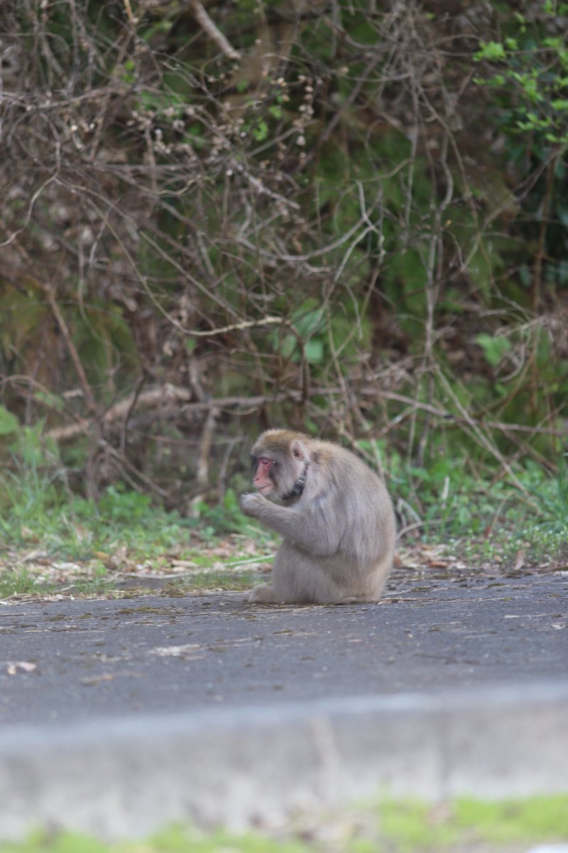 先程田舎道を車で爆走中‼️
猿🐒発見‼️🐒🙈🙉🙊
 #CANONphotographer