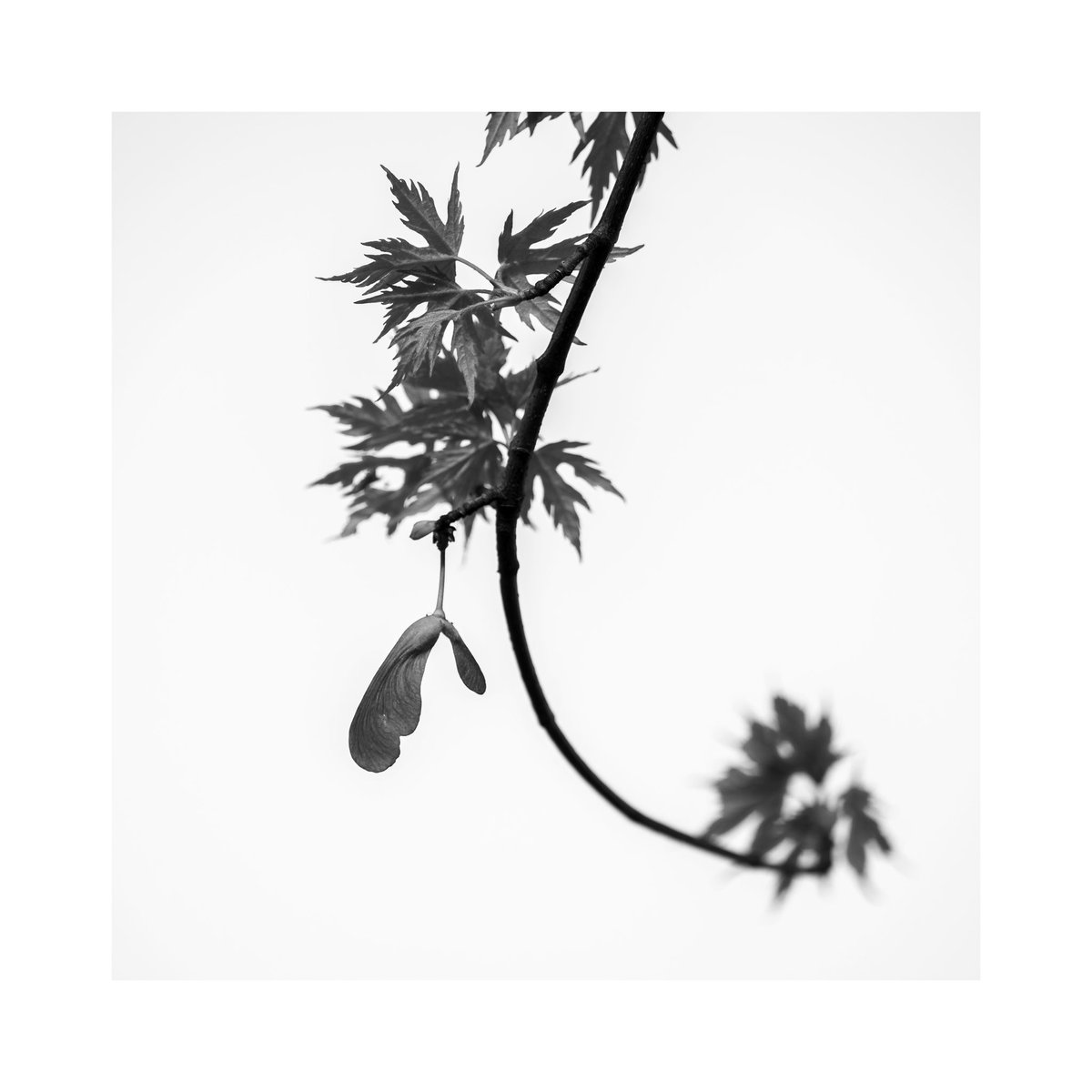 Four new studies of new leaves growing on a Silver Maple. I don't think this will develop into a project as large as my one on willow trees. But I would like to return when the leaves have taken their distinct shape. #photography #monochrome #bnw