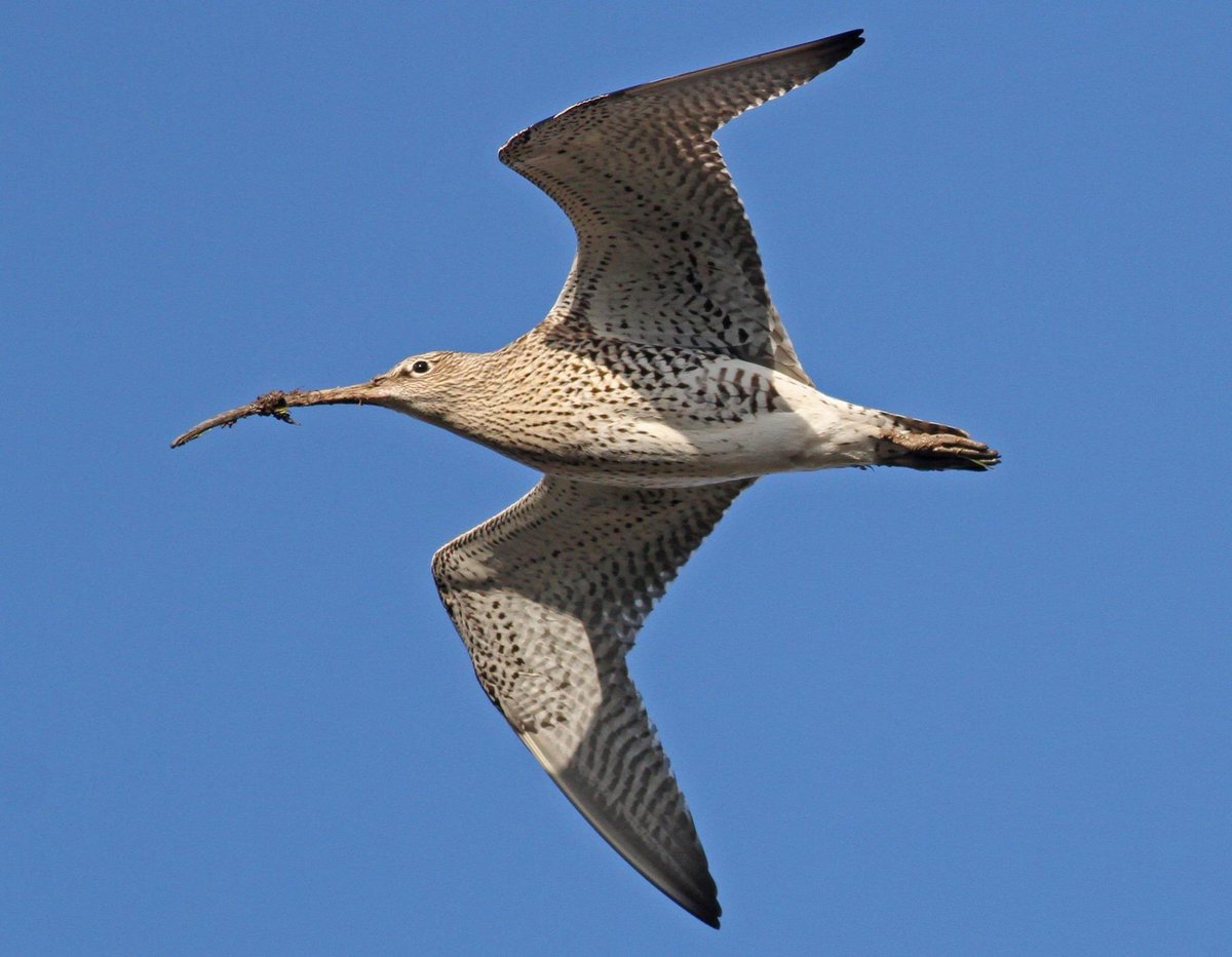 As it’s #WorldCurlewDay I thought I’d share some of my Curlew photos 😁