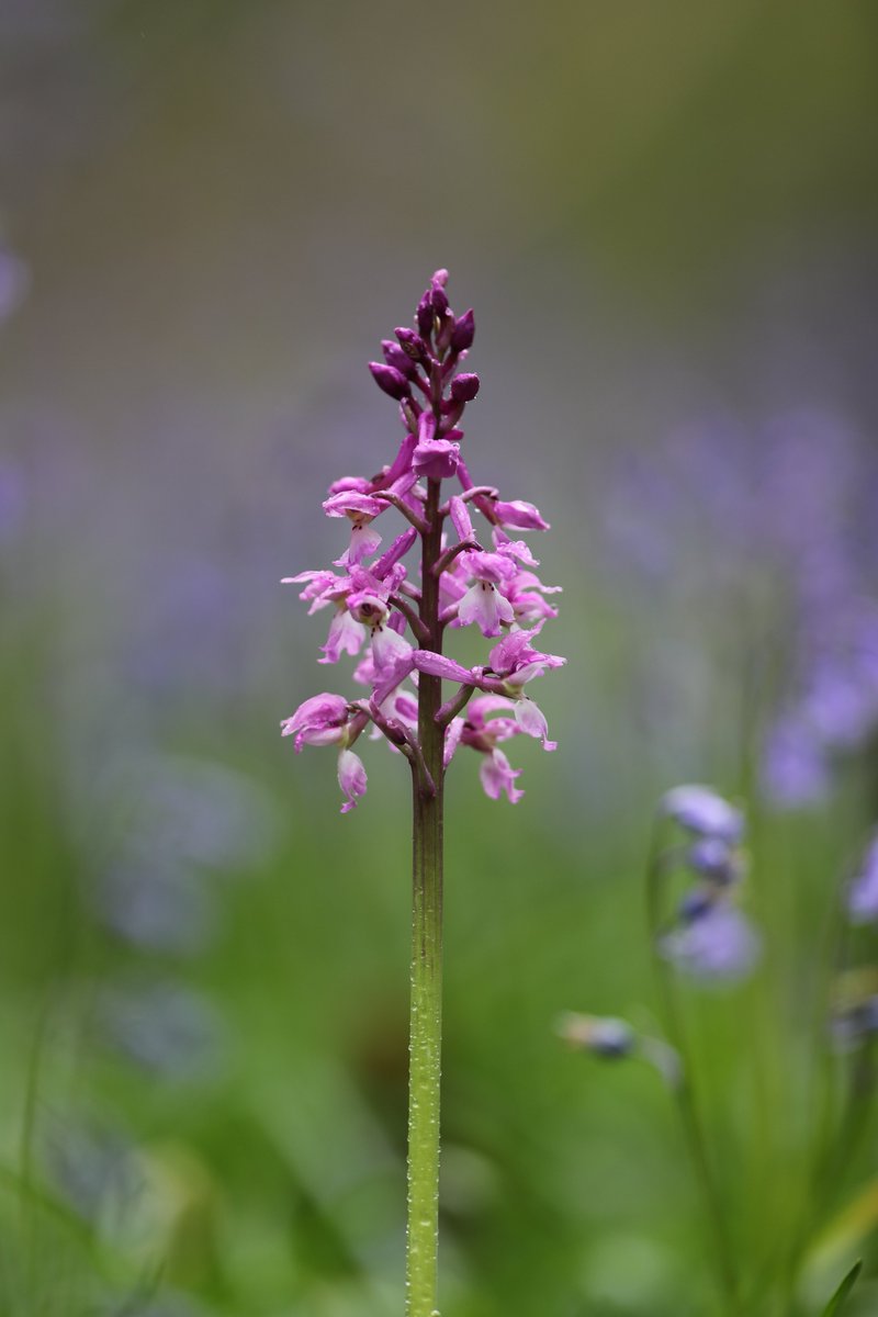 Early Purple Orchid this weekend at the edge of some English Bluebells in a small Kentish woodland. It was good to take a moment to walk alone here and reflect.