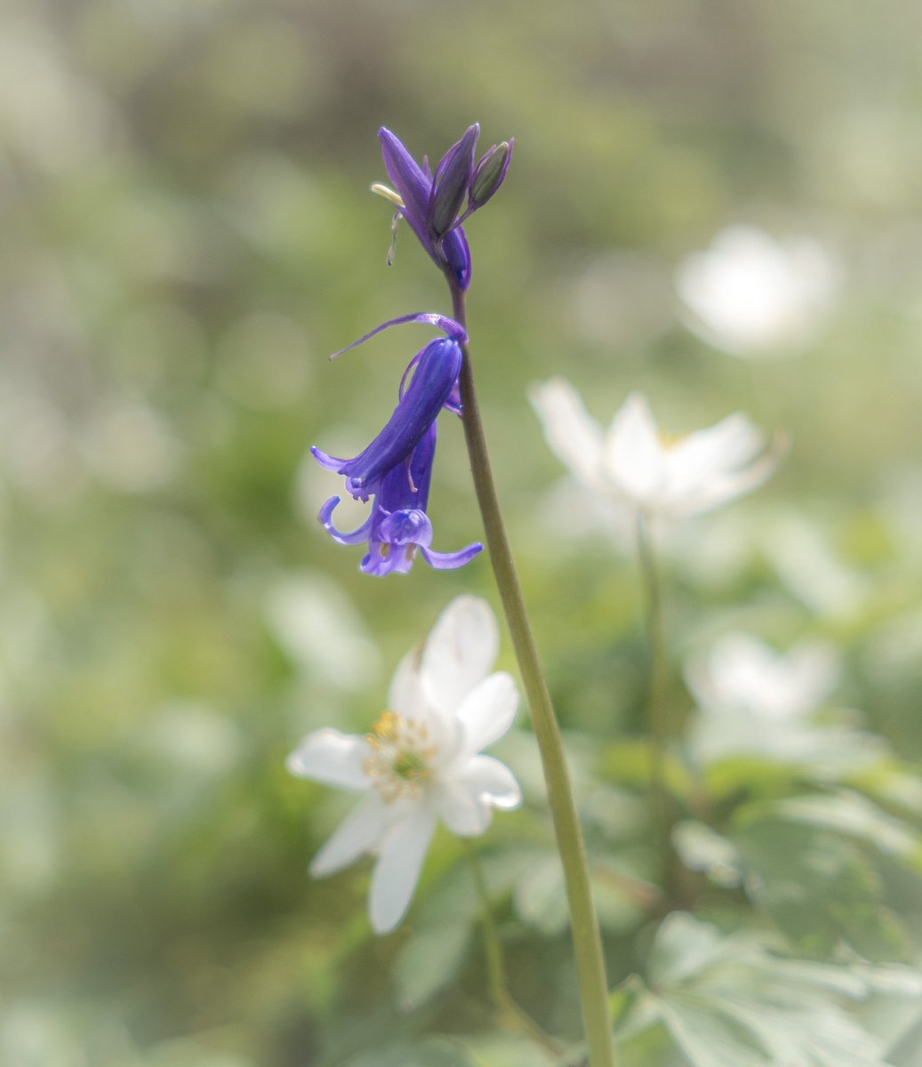 Nice to see the bluebells out.