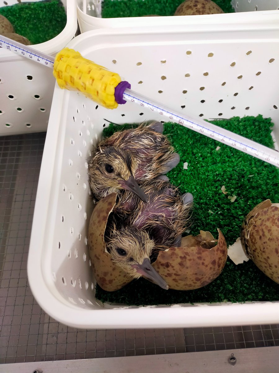 Pensthorpe tweet media