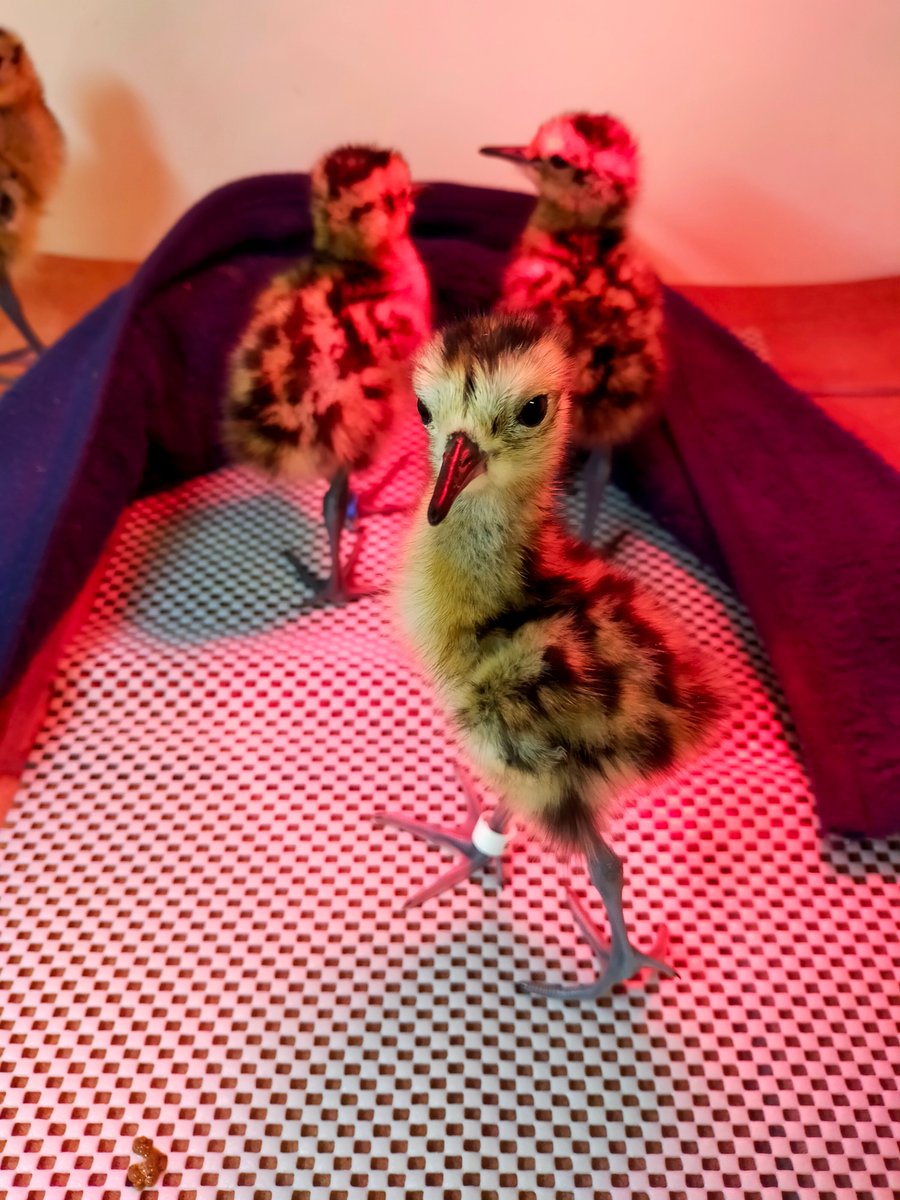 Pensthorpe tweet media