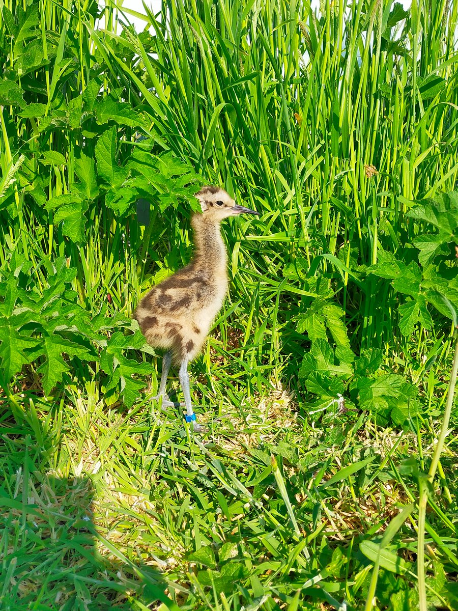 We are eggcited for the new season of rearing headstarted curlews and releasing them into North Norfolk. Find out more at: curlewrecoveryproject.co.uk @_BTO @NaturalEngland @RoyalAirForce @sandringham1870 #WorldCurlewDay #reintroduction #curlew #wildlifeconservation #headstarting