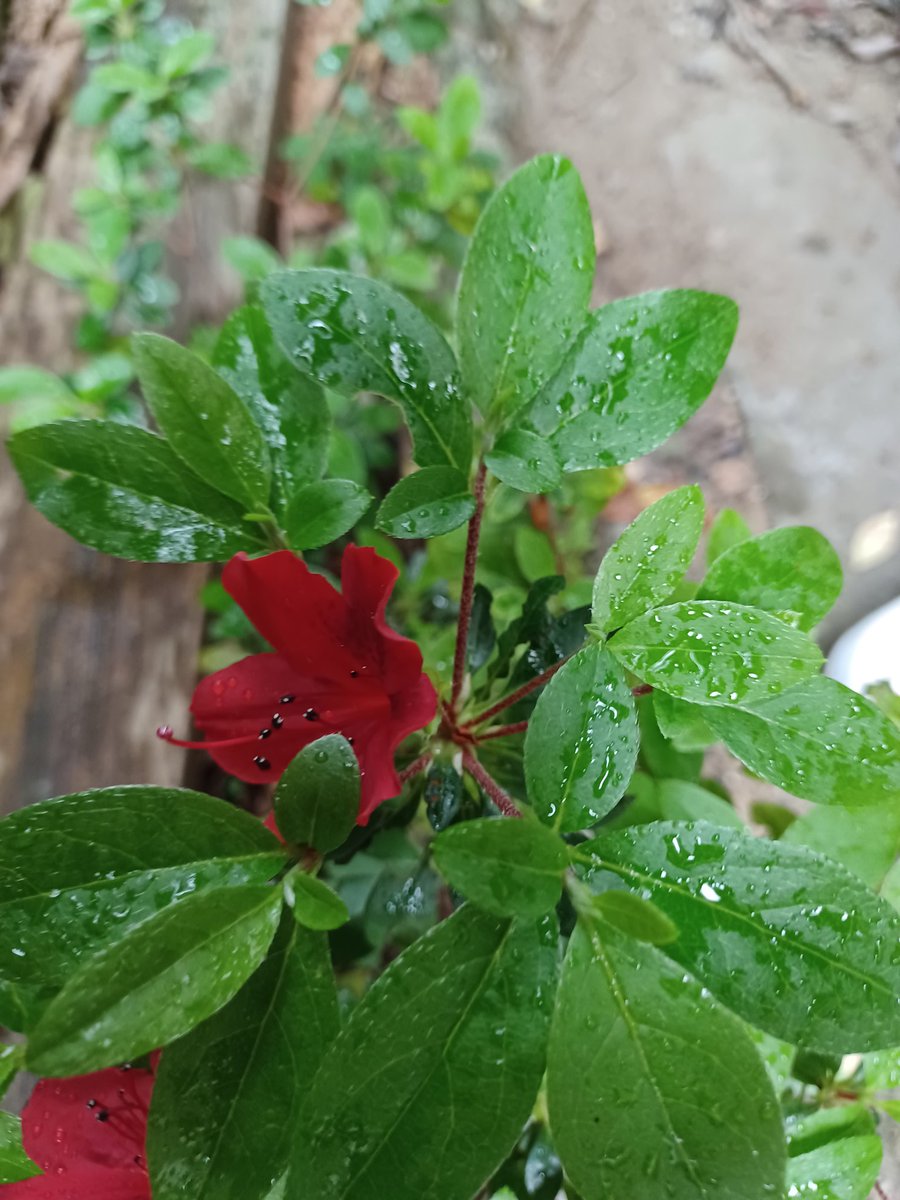 雨☔ですね……どんより……低気圧 お花は恵みの雨かしらね小さなアザレアさん🌧☔️💦𓂃 𓈒𓏸 #庭の木 #癒し #小さな幸せ見つけたよ