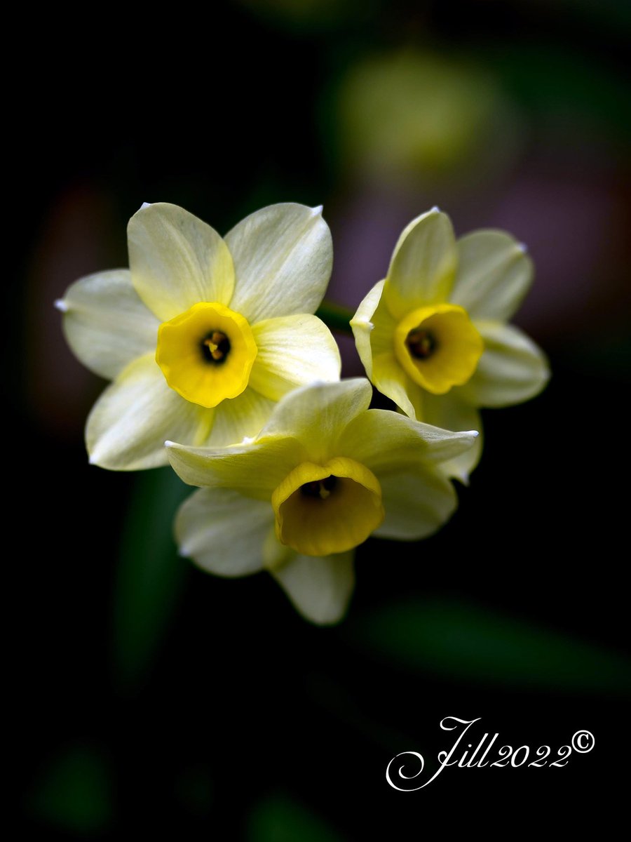 Morning all , it’s #SundayYellow time