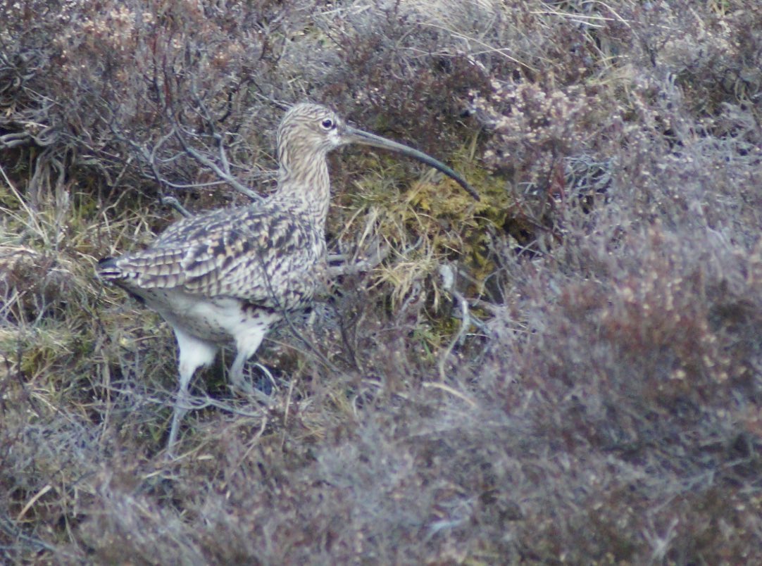 Curlews are declining in many parts of the UK, but some of the most dramatic collapses of curlew numbers have happened in Scotland- this #worldcurlewday, here’s to everybody working for curlews North of the Border! @Scottishfarmer @BTO_Scotland @curlewcalls @DavyMcCracken