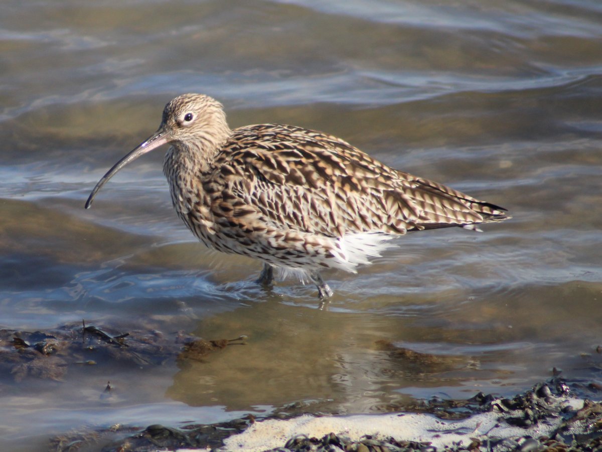 @WWTworldwide We see them @LymKeyRanger more often than not. 🤞 for today.