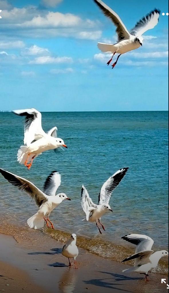 'Çoğaltmak lazım gökyüzünde kuşları, 
Suda balıkları, 
Yüzlerde gülümsemeyi, 
Kalplerde sevgiyi, 
Dünyada iyi olan, güzel olan her şeyi.'

#Günaydın🌞#Rojbaş
#GoodMorning #Bonjour
#BuenosDias #Καλημέρα
#Buongiorno #早安 #おはよう