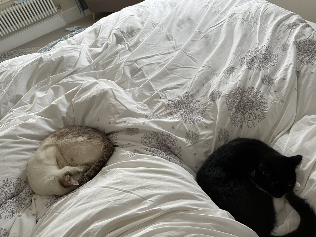 Sunday morning snoozing with the cats.