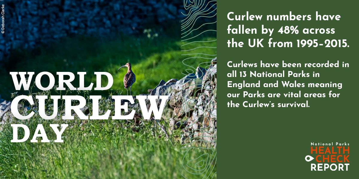 This #WorldCurlewDay we're celebrating the landscapes curlews call home Our #HealthCheckReport shows despite a 48% decline since 1995, curlew are found in all Parks in England & Wales Help us revive #NationalParks for nature, donate to our appeal 👉 buff.ly/3Q3KUcR