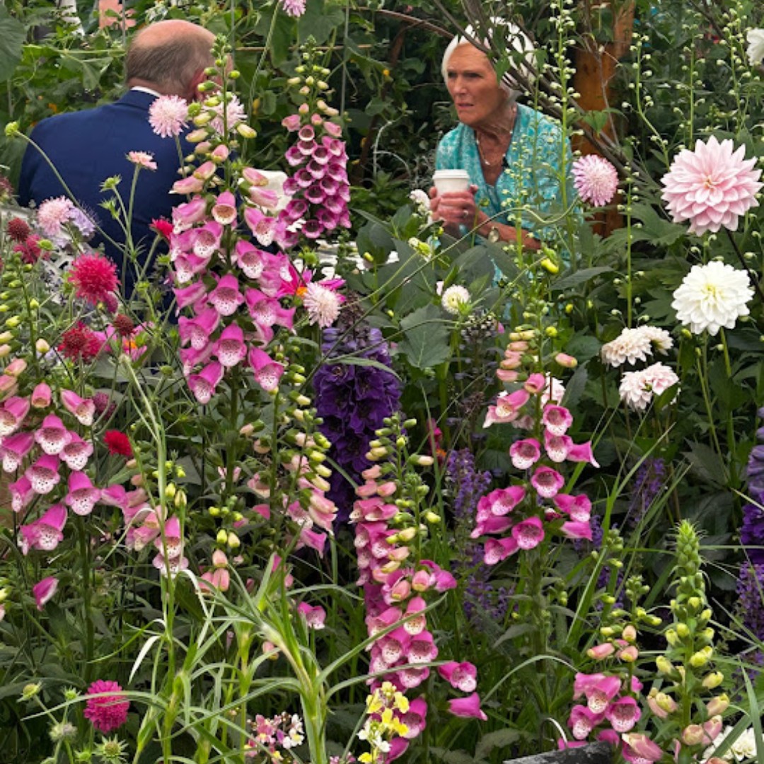 Foxglove is loved by bees 🐝. The flower spires only emerge in the second year of growth, so don't be surprised if you only get a rosette of leaves in the first year if growing from seed. Find it in Seedball Bee Mix #RHS #Chelsea #Seedball