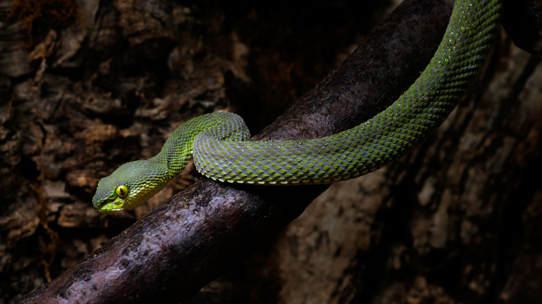 This snake loves this branch.  I swear this is the only place I ever see it... 
#mangroveviper #snake #reptile #viper #wildlifephotography #animalphotography #photography #appicoftheweek #canonfavpic #captureone